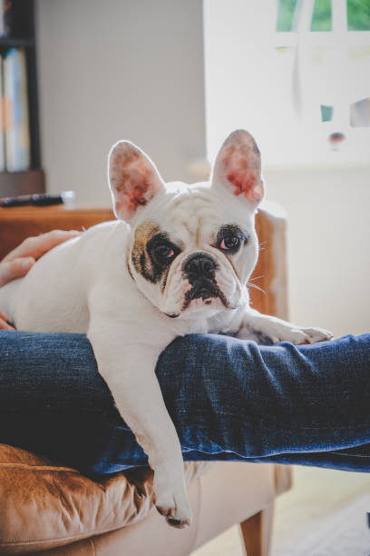 istock French Bulldog resting on man's lap 1307998404