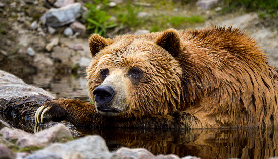Grizzly at rest in the water