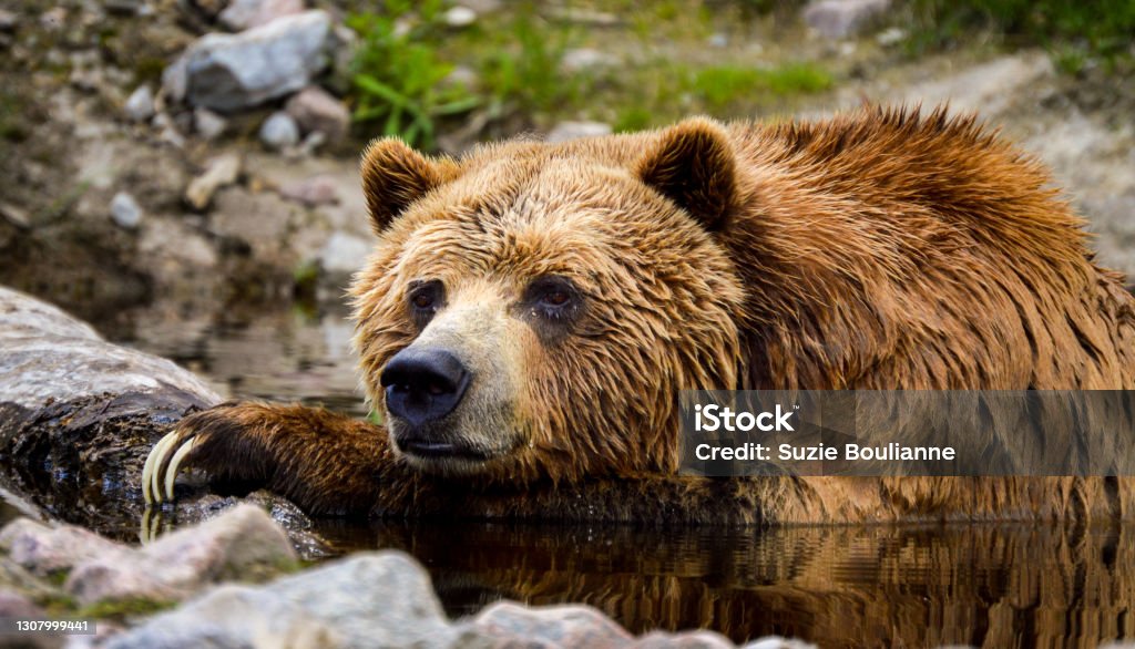 Grizzly thinker Grizzly at rest in the water Bear Stock Photo