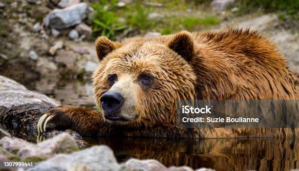 Grizzly Thinker Stock Photo - Download Image Now - Bear, Grizzly Bear, Zoo