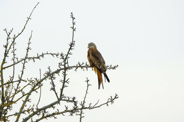 istock Bird of prey on a tree 1307999755