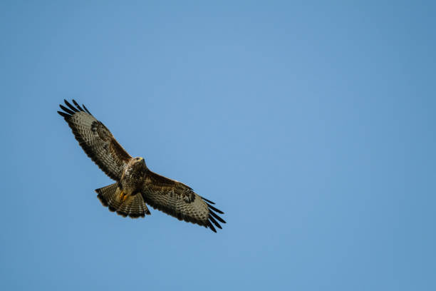 istock Bird of prey in flight 1307999760