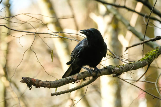 istock Raven on a branch 1307999784