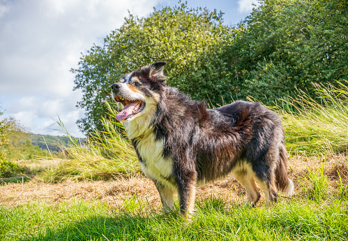 Border collie standing in countryside