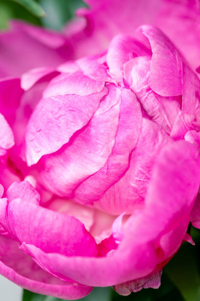 istock close up pions flowers and space for your text. Celebration card. 1308001101