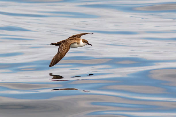 Great Shearwater over Sea stock photo