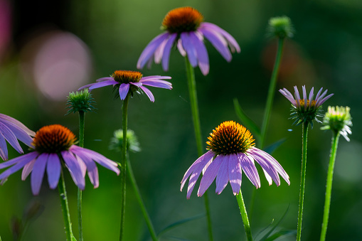 Blooming coneflowers