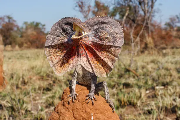 Frill-ncked Lizard with frill open