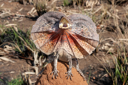 Frill-ncked Lizard with frill open