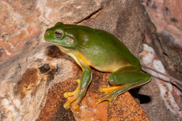 rana de árbol verde - whites tree frog fotografías e imágenes de stock