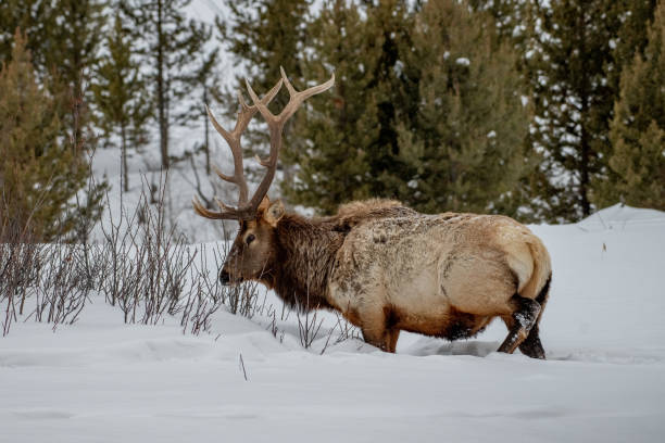 istock Large Bull Elk looking for grass under deep snow 1308006358
