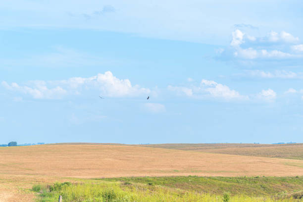 istock Agricultural production fields where the no-tillage technique is applied in Brazil 1308007481