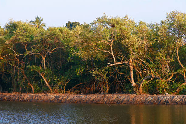 istock mangrove tree is a shrub or small tree that grows in coastal saline or brackish water 1308009959