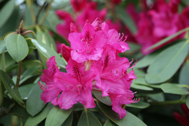 Pink Rhododendron flowers Pink Rhododendron flowers with dark spots on the petals with a blurred background of leaves, flowers and sky. rhododendron stock pictures, royalty-free photos & images