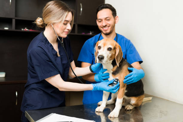 istock Beautiful professional vet doing a check-up on a sick dog 1308010261