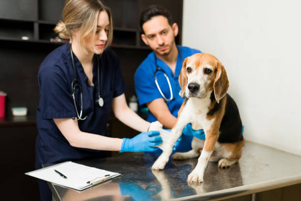 istock Professional vet putting a bandage on a sick pet dog 1308010274