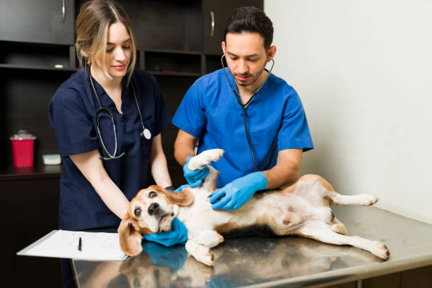 istock Scared beagle dog lying on a table at the animal clinic 1308010279