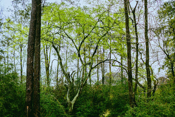 baumkronen: amerikanische buche an einem bewölkten tag unter pinien - american beech stock-fotos und bilder