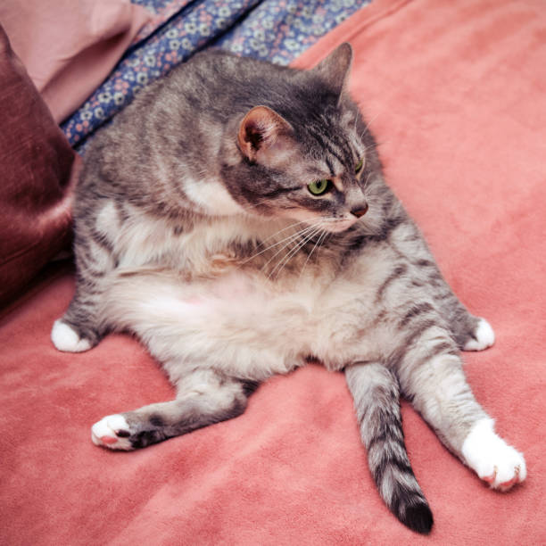 istock Strange cat funny sitting belly forward and looking away 1308011273