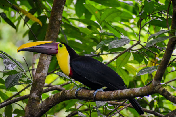 istock Yellow throated toucan 1308015451