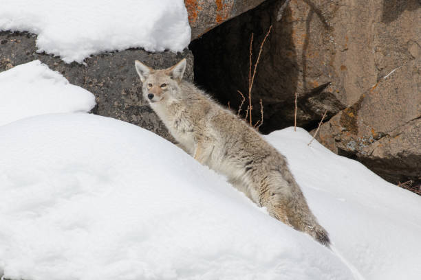 istock Coyote looking from behind boulder listening while hunting for a mouse under the snow. 1308016065