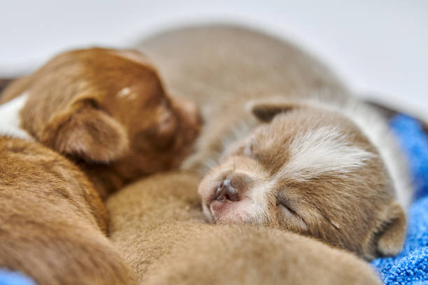 istock Sleeping Chihuahua puppies in basket. 1308016162