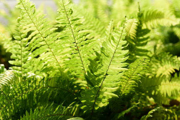 istock Green Sword Fern or Fishbone fern 1308017173