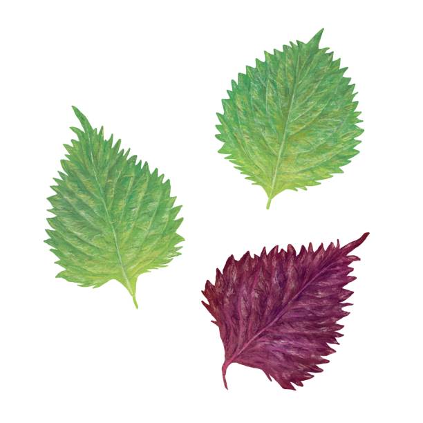 시소 시소 - shiso stock illustrations