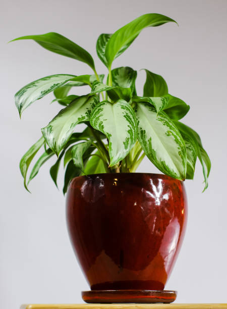 istock Chinese Evergreen Houseplant Isolated on White Background 1308019683