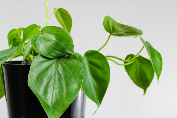 istock Heartleaf Philodendron Houseplant Isolated on White Background 1308020588