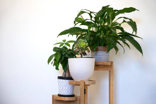 istock Different plants on wooden 3 tier standing planter on white wall wall background 1308021183
