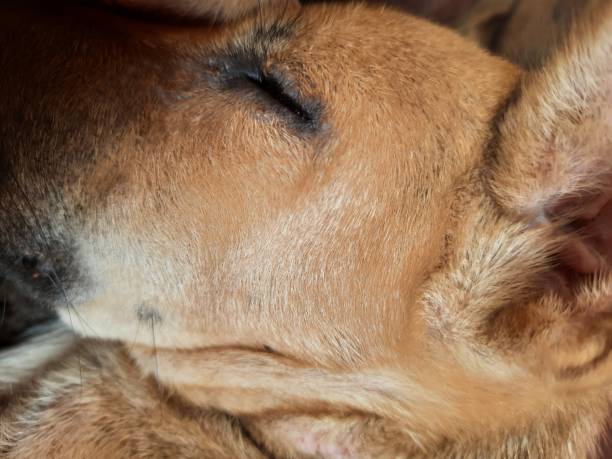 istock A puppy in a deep sleep 1308022696