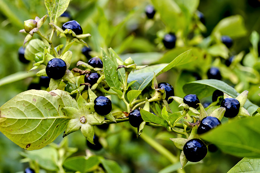 Poisonings with the berries of belladonna take a leading position in the statistics of poison control centers in the context of plant poisonings. Of toxicological importance are the tropane alkaloids (S)-hyoscyamine, atropine, which is formed as a racemate of (S)- and (R)-hyoscyamine during drying or as a result of extraction, and scopolamine. Poisoning can be treated with gastric lavage within the first hour after ingestion of the poison. Medicinal charcoal may be administered in addition or alone. The specific antidote is physostigmine salicylate.