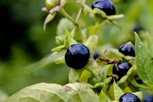 Poisonings with the berries of belladonna take a leading position in the statistics of poison control centers in the context of plant poisonings. Of toxicological importance are the tropane alkaloids (S)-hyoscyamine, atropine, which is formed as a racemate of (S)- and (R)-hyoscyamine during drying or as a result of extraction, and scopolamine. Poisoning can be treated with gastric lavage within the first hour after ingestion of the poison. Medicinal charcoal may be administered in addition or alone. The specific antidote is physostigmine salicylate.