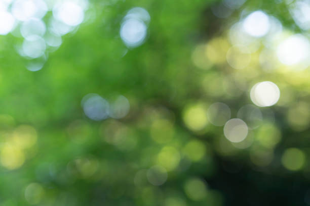 istock bright forest with an expression of out focus 1308026808