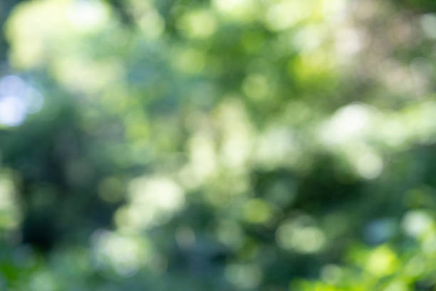 istock bright forest with an expression of out focus 1308026822