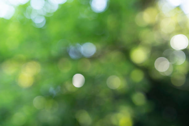 istock bright forest with an expression of out focus 1308026907