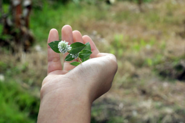 Little wild white flower plant in hand. Life precious concept. Fragility and life precious concept.