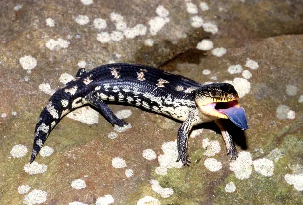 Blotched Blue-tongue Lizard showing its pink mouth and blue tongue