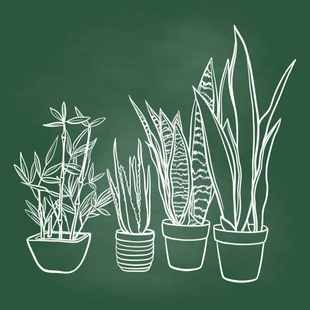 Vector illustration of House Plants Chalkboard
