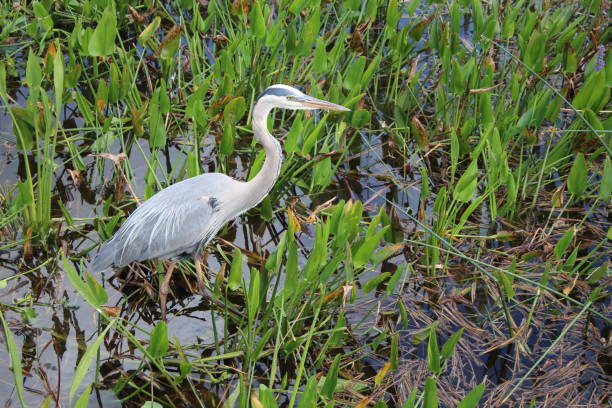 istock Great blue heron in the swamp. 1308028487