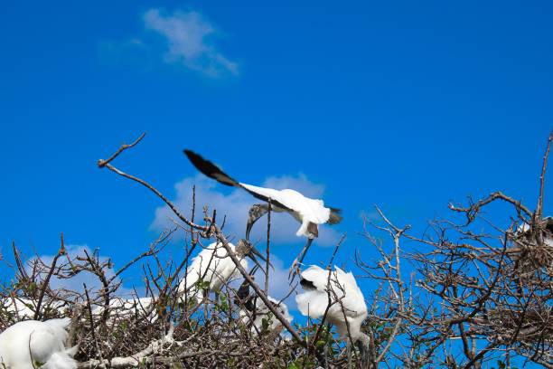 istock Wood Stork in flight brings stick to nest. 1308028544
