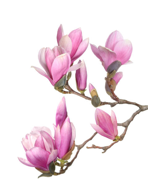 マグノリアの花 - magnolia pink flower isolated ストックフォトと画像