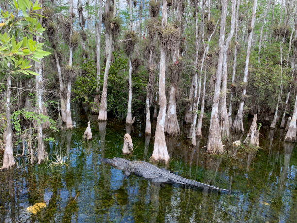 Alligator swimming in the shallow water in Big Cypress National Preserve. Large alligator hunts for prey in the swamp. everglades national park photos stock pictures, royalty-free photos & images