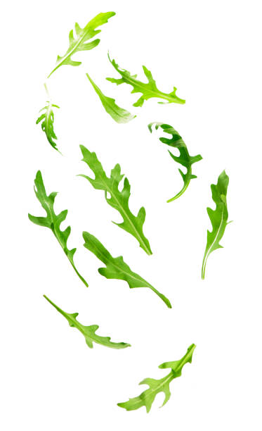 istock Green fresh rucola or arugula leaf isolated on white background 1308035043