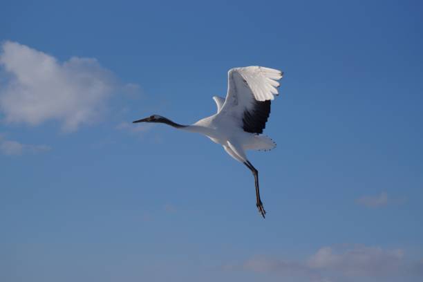 istock Red-crowned crane in Kushiro Wetland 1308037932