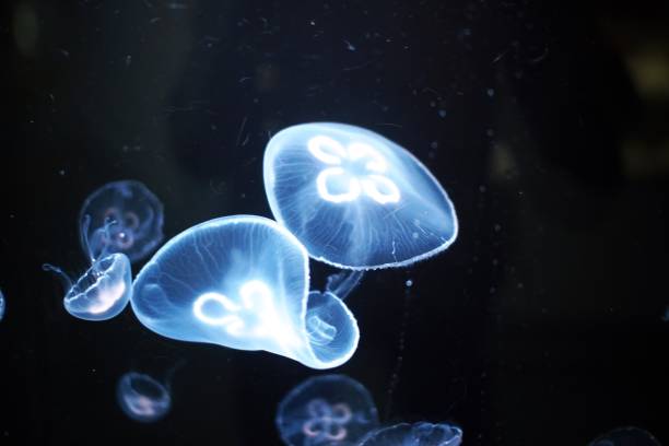istock Jellyfish swimming in a mysterious world 1308039479