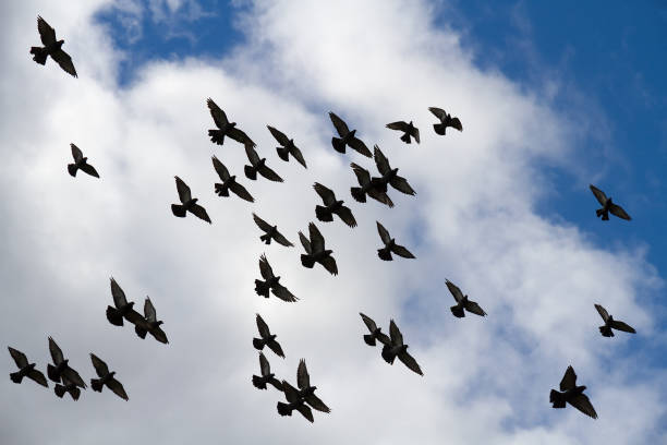 istock Flock of pigeons. 1308040246