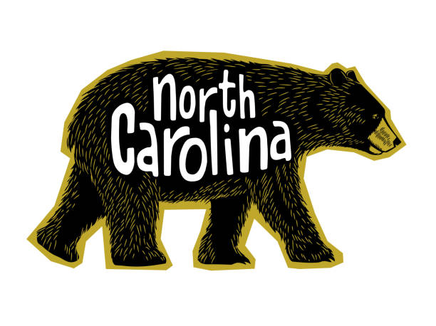 Drawing of cute Black Bear walking with North Carolina handwriting. Drawing of cute Black Bear walking with North Carolina handwriting. For t-shirt design, labels, stickers, print design. Vector illustration. bear stock illustrations
