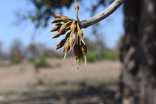 Acacia aneura (also called mulga, true mulga, akasia) with a natural background